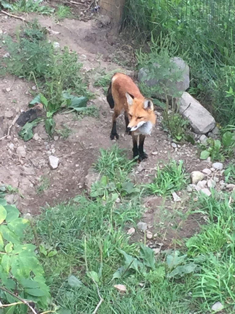 fox