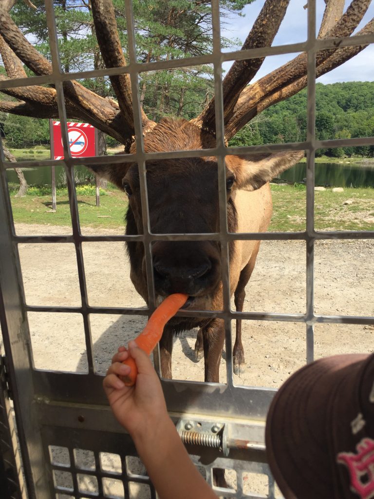 feeding at parc omega