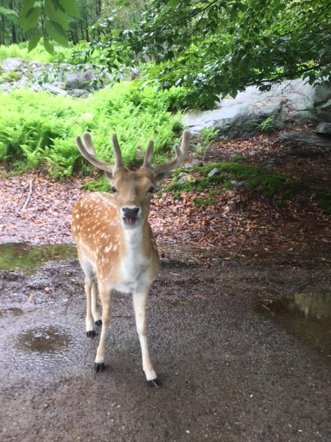 deer at parc omega