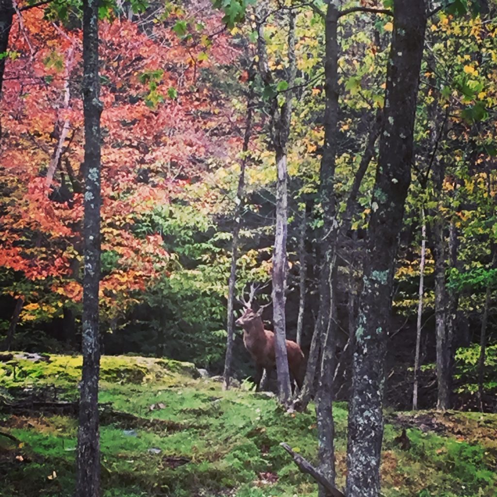 Thanksgiving day races in ct