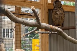owls at the nature museum in ottawa