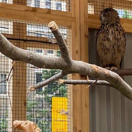 owls at the nature museum in ottawa