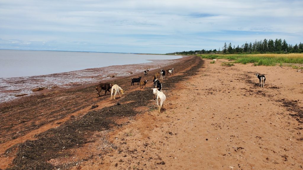goats on the beach at low tide